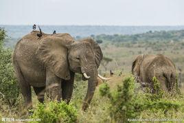 溫血動物 溫血動物