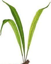 大葉瓦韋 大葉瓦韋