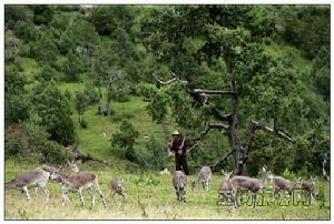 嘎爾寺——岩羊
