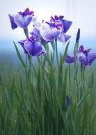 採薇[李子恆演唱歌曲]