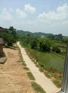 特色產業-草蓆種植