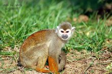 長毛蜘蛛猴 原生態