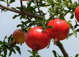 蒙陽紅石榴 蒙陽紅石榴