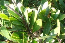 紅花蚊母 紅花蚊母