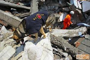汶川大地震中的搜救犬