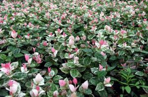 湖北絡石（變種）