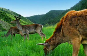 類烏齊馬鹿自然保護區 類烏齊馬鹿自然保護區