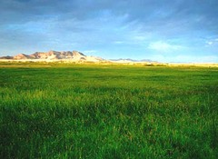 梯木草屬植物 梯木草屬植物