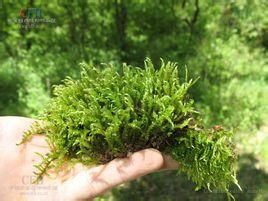 擬扭葉蘚屬 擬扭葉蘚屬