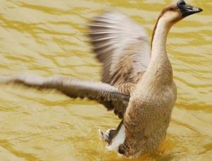 鵝高錳酸鉀中毒
