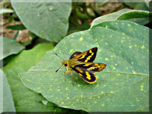 直紋黃室弄蝶 直紋黃室弄蝶