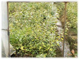 金邊胡頹子 金邊胡頹子