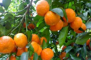 愛媛38號柑桔 愛媛38號柑桔