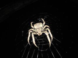 大腹園蛛 大腹園蛛