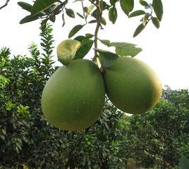 平和蜜柚 平和蜜柚