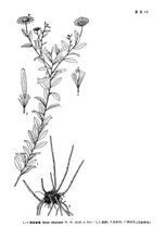 西固紫菀 西固紫菀