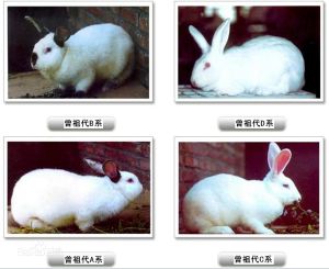 八點黑兔 八點黑兔