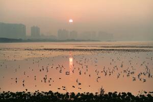 紅樹林自然保護區