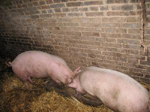 楊李登村特色產業-生豬養殖