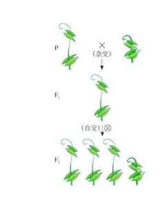 孟德爾遺傳規律