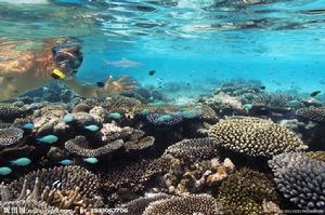 深海群落 深海群落