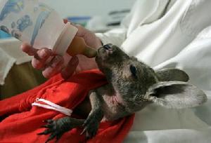 （圖）袋鼠狄佳娜