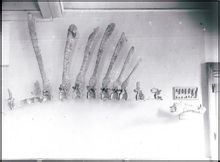 標本：IPHG 1912 VIII 19