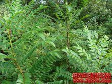 鷹不泊[鷹不泊]