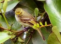 秘魯小霸鶲 秘魯小霸鶲