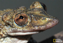 格林胄蛙 格林胄蛙