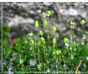 狹葉異枝蘚 狹葉異枝蘚