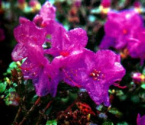 雪龍美被杜鵑 雪龍美被杜鵑