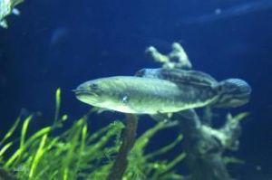 伊克昭弓鰭魚 伊克昭弓鰭魚