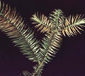 污染生態 污染生態