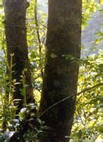 慶元冬青 慶元冬青