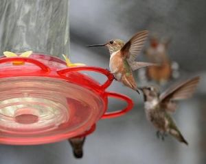 盡態極妍 盡態極妍