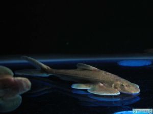 短身金沙鰍 短身金沙鰍