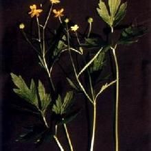 長嘴毛茛 長嘴毛茛