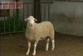 白頭薩福克羊 白頭薩福克羊