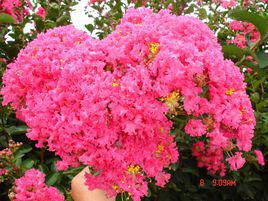 滿堂紅[千屈菜科植物]