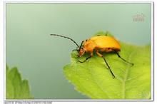 舌突窩額螢葉甲 舌突窩額螢葉甲