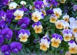圓萼紫堇
