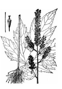 太白山蟹甲草 太白山蟹甲草