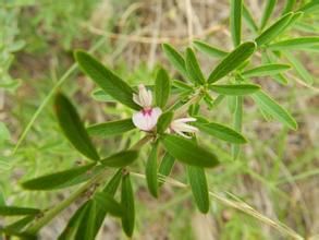 長葉胡枝子 長葉胡枝子