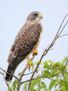 斯溫氏鵟 斯溫氏鵟