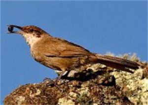 查科爬地雀 查科爬地雀