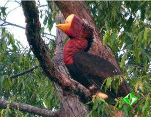 皺盔犀鳥屬 皺盔犀鳥屬