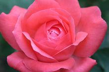 “花中皇后”美麗月季花！