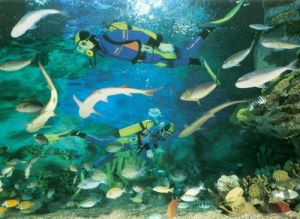 海洋生態系統 海洋生態系統