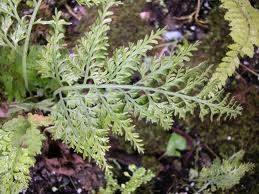 尖葉鐵角蕨 尖葉鐵角蕨